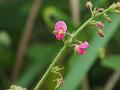 Sticky Desmodium